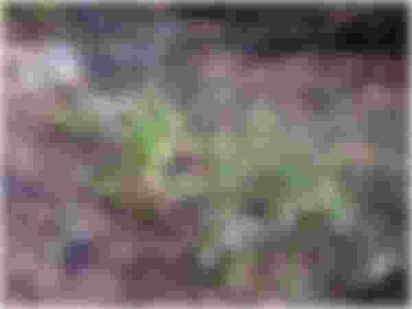 image alt text